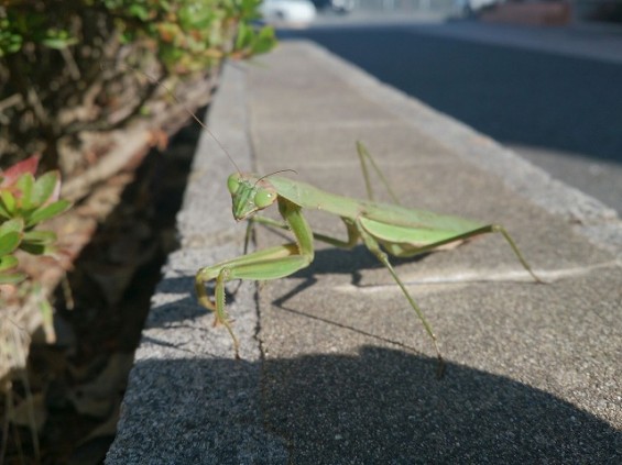 カマキリがいました3