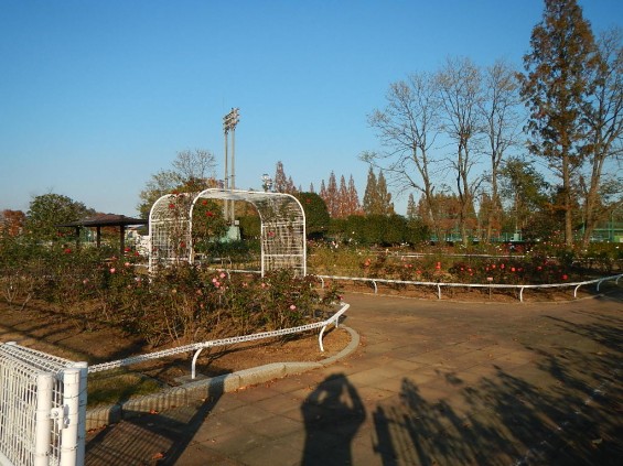 バラ公園 DSCN1922