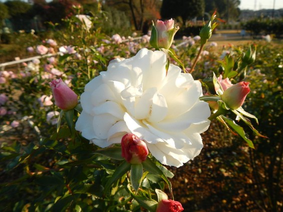 バラ公園 カルトブランシェ DSCN1948