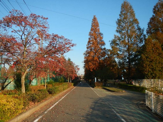 伊奈町町制施行記念公園 DSCN1983