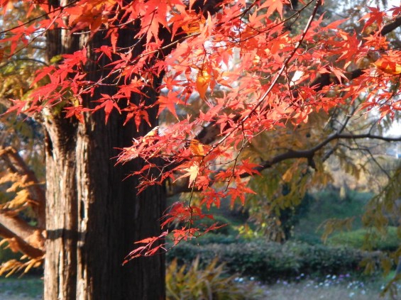 伊奈町町制施行記念公園 もみじ DSCN2013