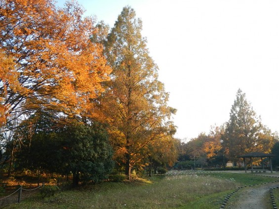 伊奈町町制施行記念公園 DSCN2016