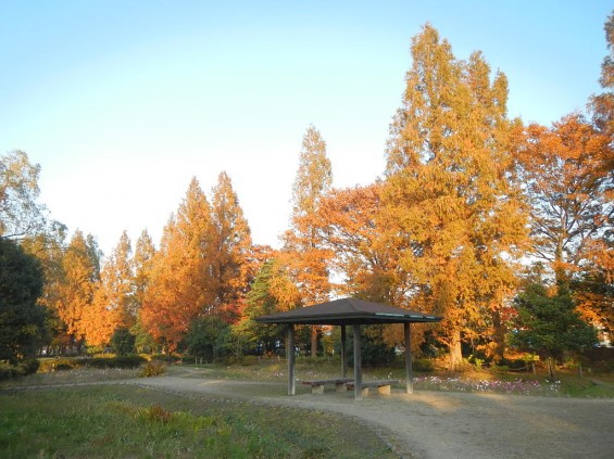 伊奈町町制施行記念公園 DSCN2017