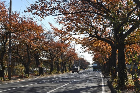 埼玉県久喜市 紅葉 20131120 02