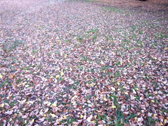 落ち葉の絨毯 DSCN2474