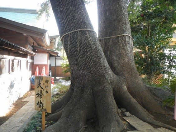 日光御成道　川口市鳩ヶ谷　鳩ヶ谷氷川神社 DSCN3604