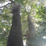 日光御成道　川口市鳩ヶ谷　鳩ヶ谷氷川神社 DSCN3605