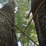 日光御成道　川口市鳩ヶ谷　鳩ヶ谷氷川神社 DSCN3606