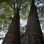 日光御成道　川口市鳩ヶ谷　鳩ヶ谷氷川神社 DSCN3607