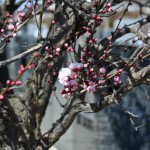 埼玉県草加市　第二草加聖地霊園に行ってきましたDSC_0039