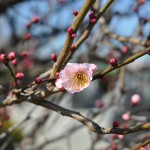 埼玉県草加市　第二草加聖地霊園に行ってきましたDSC_0040