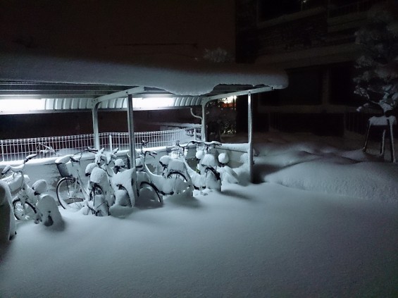 20140215　大雪　朝四時の埼玉県の積雪 DSC_1640