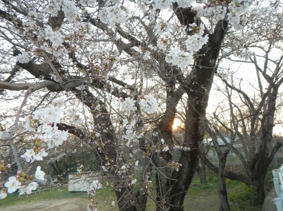 20140329　桜の様子　北本市石戸蒲桜　DSCN4139