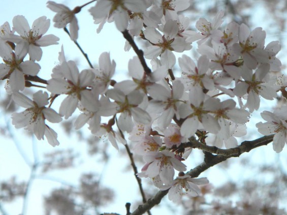 20140329　桜の様子　北本市　江戸彼岸桜　エドヒガン　DSCN4097