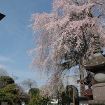 上尾市 相頓寺　枝垂れ桜442