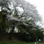 20140329　桜の様子　北本市　江戸彼岸桜　エドヒガン　DSCN4092