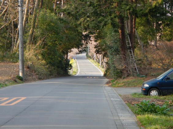 20140329　桜の様子　北本市 桜堤 DSCN4049