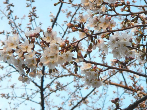 20140329　桜の様子　北本市石戸蒲桜　DSCN4142