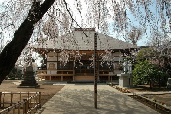 上尾市 相頓寺　枝垂れ桜310