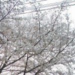 20140329　桜の様子　北本市　　北里メディカル桜並木DSCN4185
