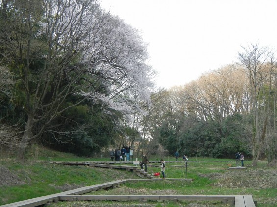 20140329　桜の様子　北本市　江戸彼岸桜　エドヒガン　DSCN4088