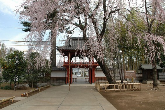 上尾市 相頓寺　枝垂れ桜233