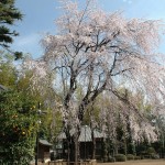 上尾市 相頓寺　枝垂れ桜432