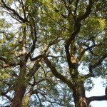 武蔵一宮　氷川神社 DSCN3657-