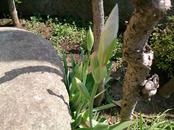 石屋の花壇　春の花　新芽DSC_0005