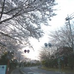 20140329　桜の様子　北本市　　北里メディカル桜並木DSCN4184