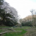 20140329　桜の様子　北本市　江戸彼岸桜　エドヒガン　DSCN4089