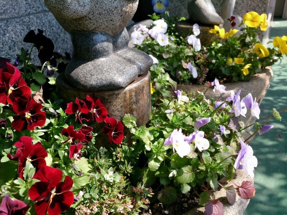 石屋の花壇　春の花　新芽DSC_0013