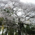 20140329　桜の様子　北本市　江戸彼岸桜　エドヒガン　DSCN4107
