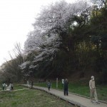 20140329　桜の様子　北本市　江戸彼岸桜　エドヒガン　DSCN4114