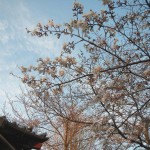 20140329　桜の様子　北本市石戸蒲桜　DSCN4141