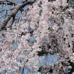 上尾市 相頓寺　枝垂れ桜425