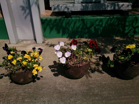 石屋の花壇　春の花　新芽DSC_0012