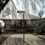 上尾市 相頓寺　枝垂れ桜445