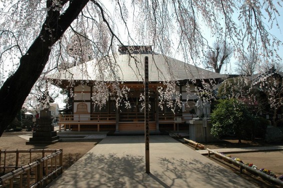 上尾市 相頓寺　枝垂れ桜445