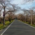 20140329　桜の様子　北本市 桜堤 DSCN4061