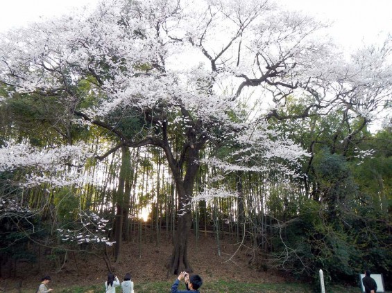 20140329　桜の様子　北本市　江戸彼岸桜　エドヒガン　DSCN4100