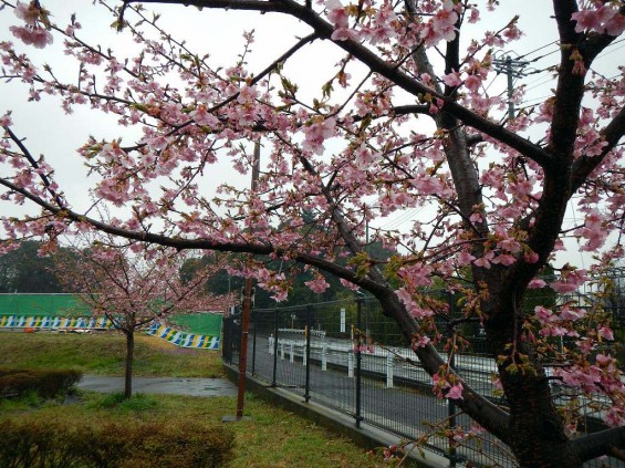 20140320 お彼岸のお墓参りは雨 さいたま市営霊園思い出の里 DSCN3909