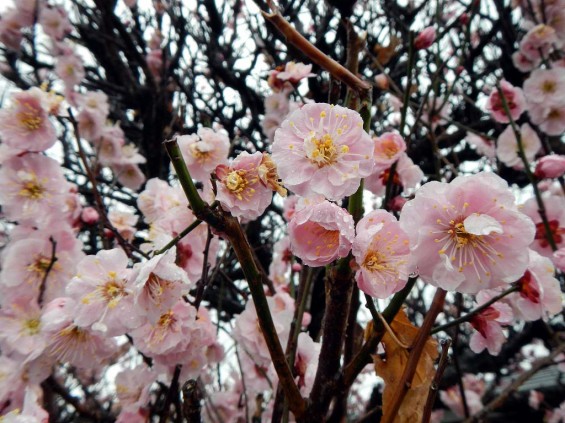 20140320 お彼岸のお墓参りは雨 さいたま市営霊園思い出の里 DSCN3924