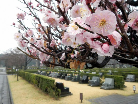 20140320 お彼岸のお墓参りは雨 さいたま市営霊園思い出の里 DSCN3925