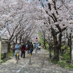 さきたま古墳公園　丸墓山古墳 石田堤 花見 DSC_0005