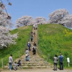 さきたま古墳公園　丸墓山古墳 石田堤 花見 DSC_0017