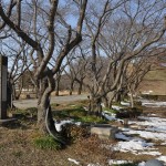 さきたま古墳公園　丸墓山古墳 石田堤 DSC_0056