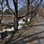 さきたま古墳公園　丸墓山古墳 石田堤 DSC_0059