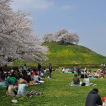 さきたま古墳公園　丸墓山古墳 石田堤 花見 DSC_0063 (2)