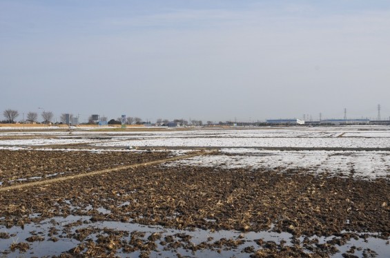 さきたま古墳公園　周辺は平地 DSC_0120